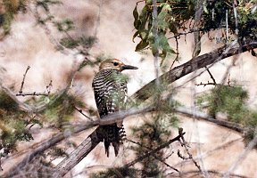 Woodpecker, Gila 2, abc B01P38I05